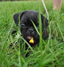 pug_mummy's tweet photo. Why Do Our Dogs Eat Grass? Click this link to find out why https://t.co/LwnG1felCb
#doglovers #dogs #dogslife https://t.co/zzE6kswTnL