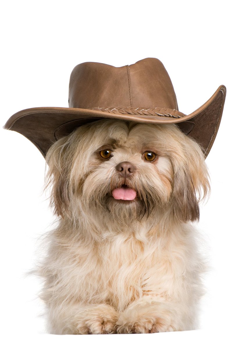 DogInventory's tweet photo. #photooftheday #amazing #love #dogs #onelove #puppies #puppy #puppylove #perfect #f4f #followforfollow
Visit us at: https://t.co/LJHHPDKiB7 https://t.co/EeY7heULH3