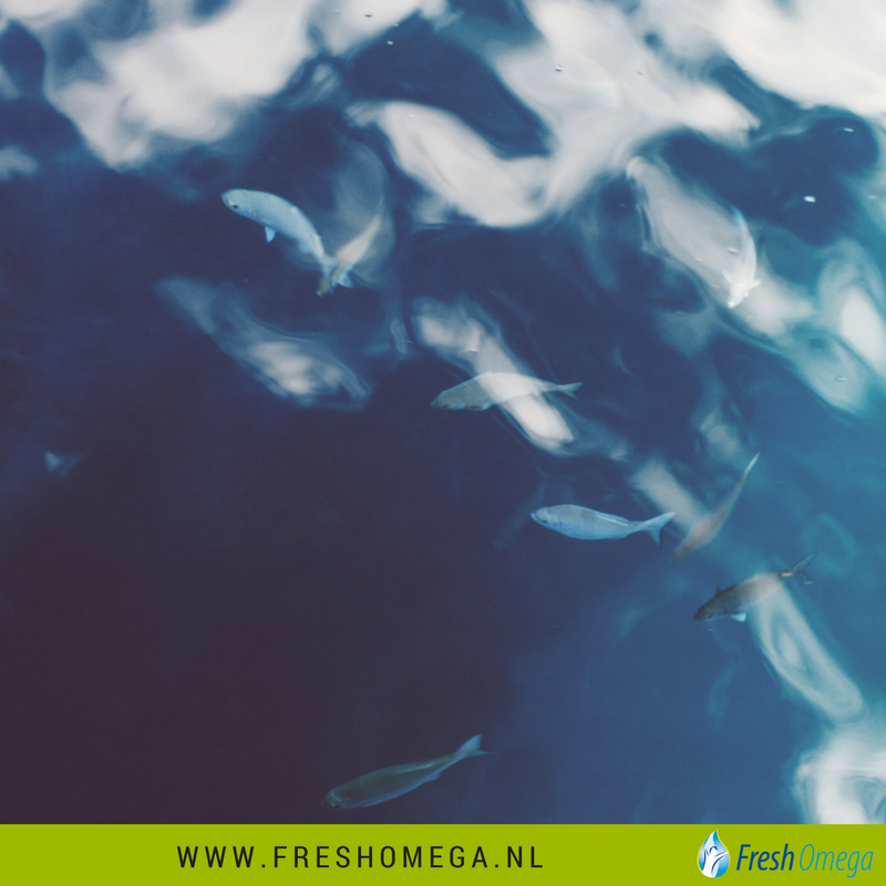 FreshOmega3's tweet photo. Gaat u voor gemak? Dan is Mermaids Omega-3 een uitkomst! Inname draagt bij aan veel gezondheidsvoordelen. https://t.co/BIHX0jlw9k https://t.co/XCn0H5tixr