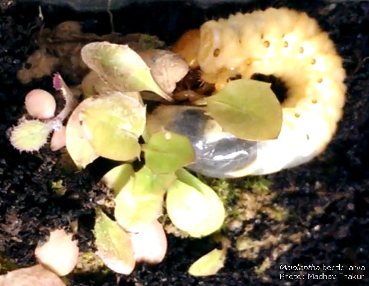 idiv's tweet image. Effect of #biodiversity on #ecosystemfunctioning depends on interactions of plants, animals &amp;amp; abiotic environment onlinelibrary.wiley.com/doi/10.1111/oi…