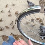 こんなに懐くの？手に乗ってくる雀がクソ可愛い!