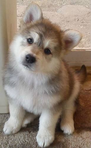 PhotoPets's tweet photo. PhotoPets #mascotas #perros https://t.co/vFeRl8Bocm