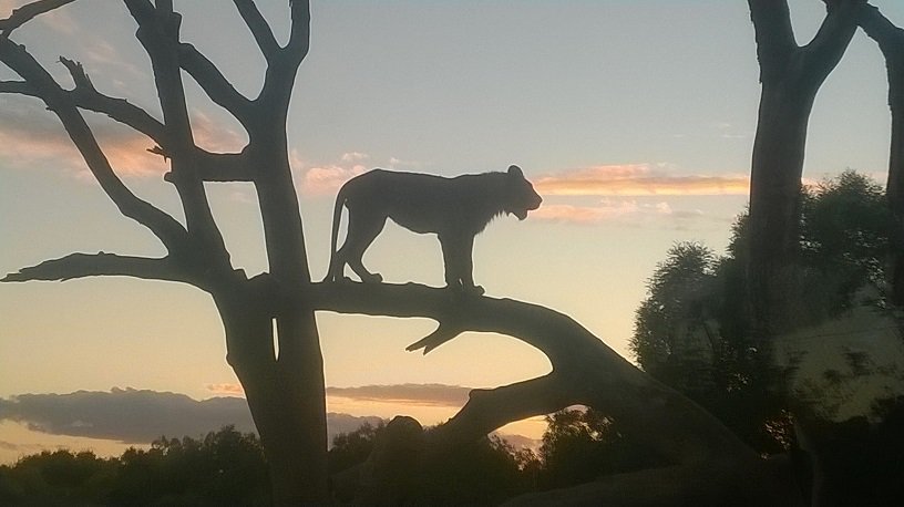 A beautiful #lion cub and a beautiful sunset view over #WerribeeZoo