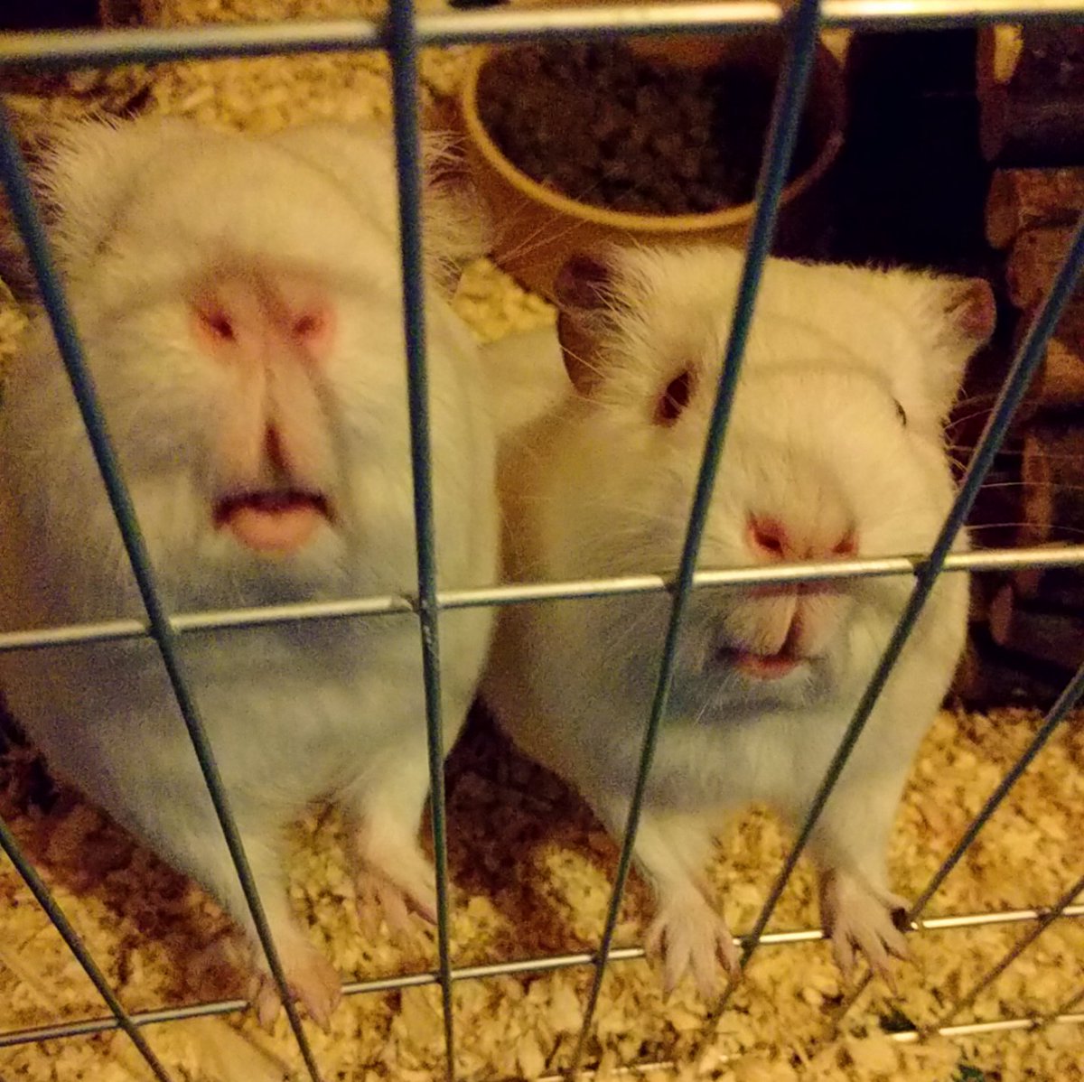 Early morning excited guinea pig faces!