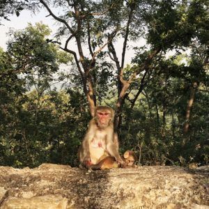 Claudioula's tweet image. My selection of the best places to visit in #India &amp;gt;&amp;gt;&amp;gt; buff.ly/2qqbbEr #lp #TTOT