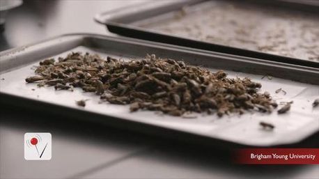 4entoFOOD's tweet photo. #Bugging out: Culinary Institute serves up crunchy #crickets https://t.co/yaycQWH6WC https://t.co/ua5x6YEz5I