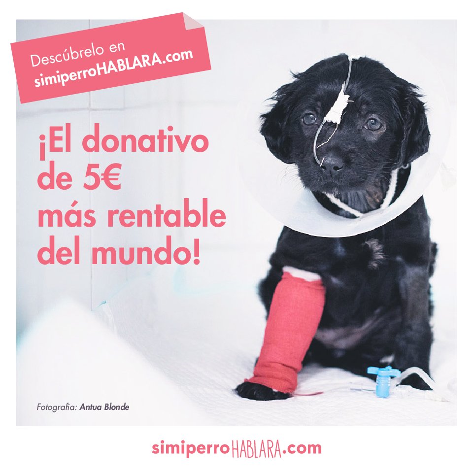 Hablandoperro's tweet photo. ¡En marcha! La primera escuela online de educación canina con cursos que cambiarán la vida con tu perro y la de otros muchos como como él ;) https://t.co/06wqN7h94q