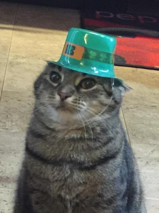 WealthAff1's tweet photo. Shoulda posted this on St. Pat's day, but forgot. Anyway, my cat Mr. Bonkers didn't like his hat very much. #Cats #StPats #hats https://t.co/WKmsmIDzo9