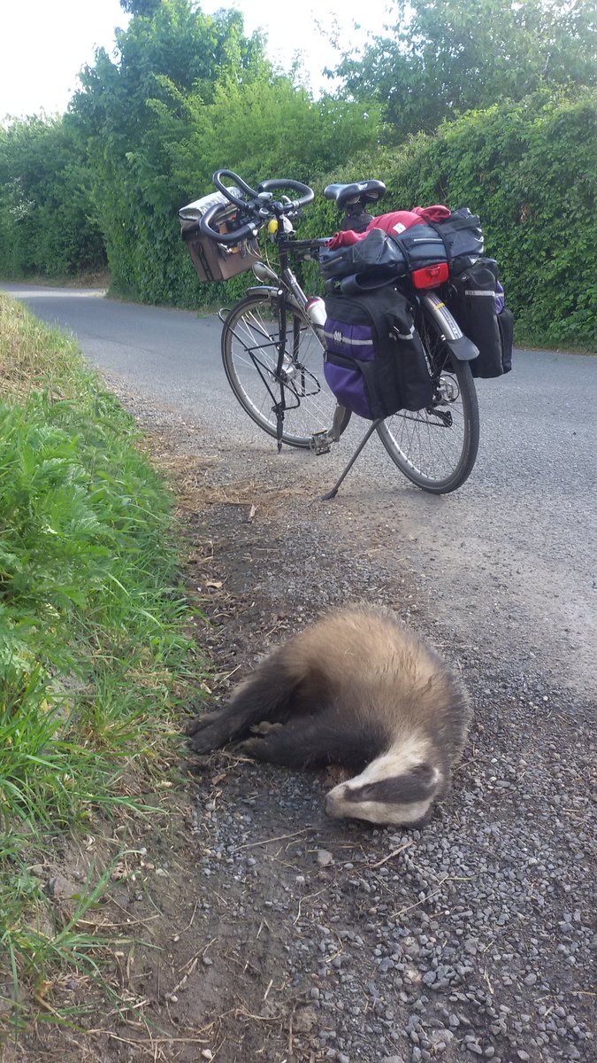 Wilde altijd al graag een das in het wild zien. Maar deze was ik liever niet tegengekomen....