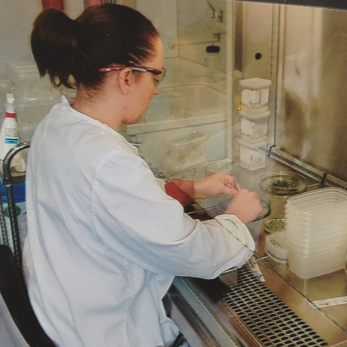 COMRECFellows's tweet photo. #COMREC ESR @AmyWhitbreadESR cutting #MicroTom cotyledons ready to be transfected with Agrobacterium for transformation. #plantscience #fun https://t.co/SRTkwUDO9S
