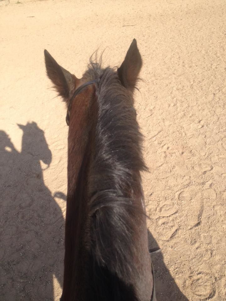 Remote_Coach's tweet image. Artoc NZ first ride. 254 Harness racing starts, 1 ridden 'start'. Good boy! @HRVHERO #hrvhero #retirednotrescued #everybodyneedsahero