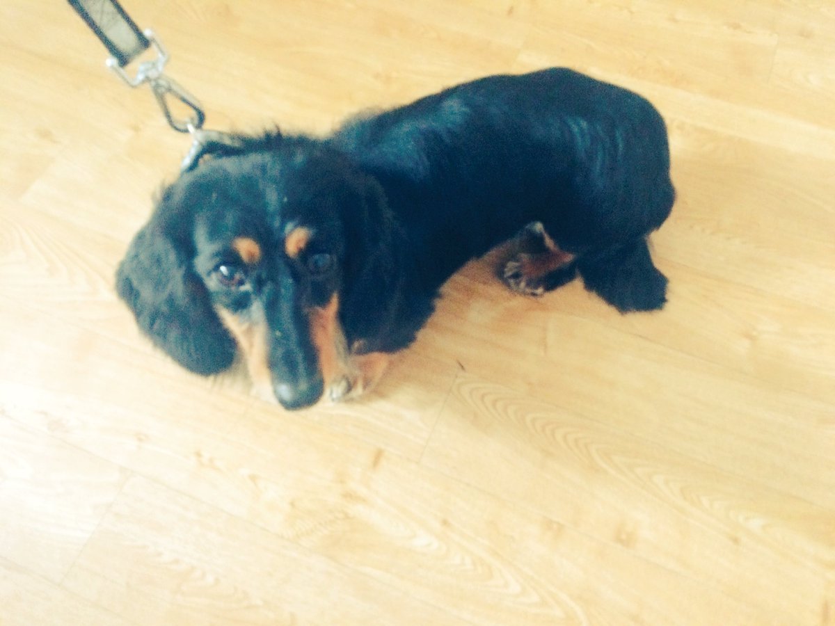 copedogs's tweet image. Meet Rocco never been groomed b4 so very nervous forgot the b4 as I was gaining his trust his mum cried she was over the moon with his cut 🐾