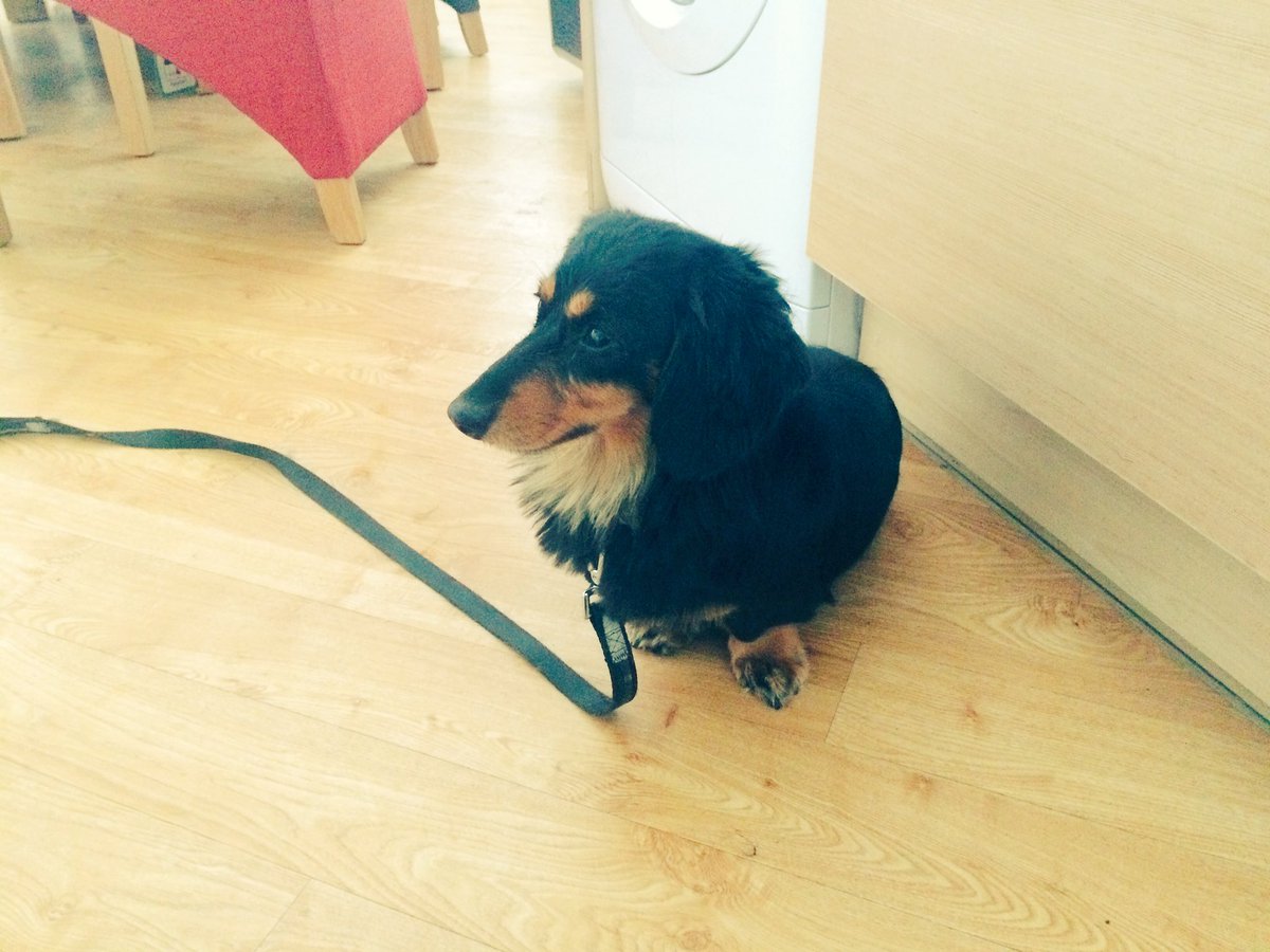 copedogs's tweet image. Meet Rocco never been groomed b4 so very nervous forgot the b4 as I was gaining his trust his mum cried she was over the moon with his cut 🐾