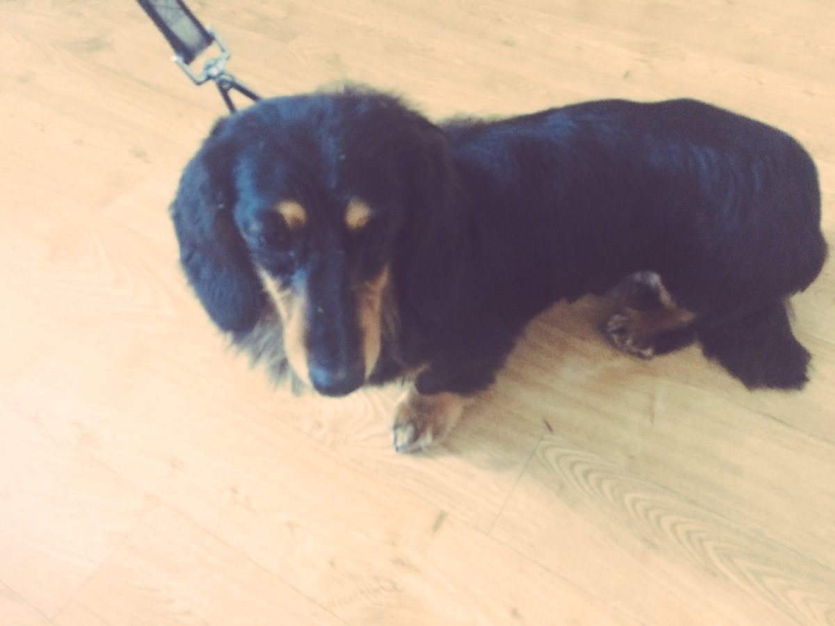 copedogs's tweet image. Meet Rocco never been groomed b4 so very nervous forgot the b4 as I was gaining his trust his mum cried she was over the moon with his cut 🐾