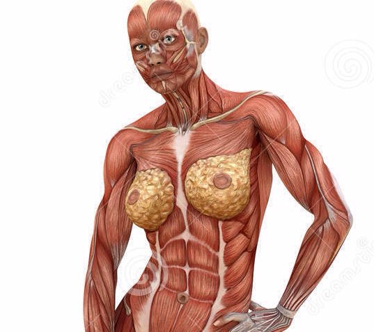 تويتر 涌 على تويتر 昨夜見つけた女性の筋肉解剖図 そやんな 乳って脂肪の塊やんな どんだけ石鹸作れるねん 男性の筋肉解剖図は高校の時からよく見てきたのだが 実は女性版で脂肪として描かれたのは初めて見た 何でこうした形であまり出てなかったんだろうと
