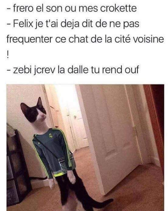 Monsieur Meu Jungleesinsec Twitter