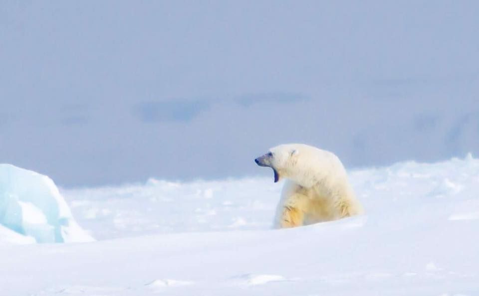 Want to see wild polar bears in the Arctic? Head to #svalbard buff.ly/2pHfVqW