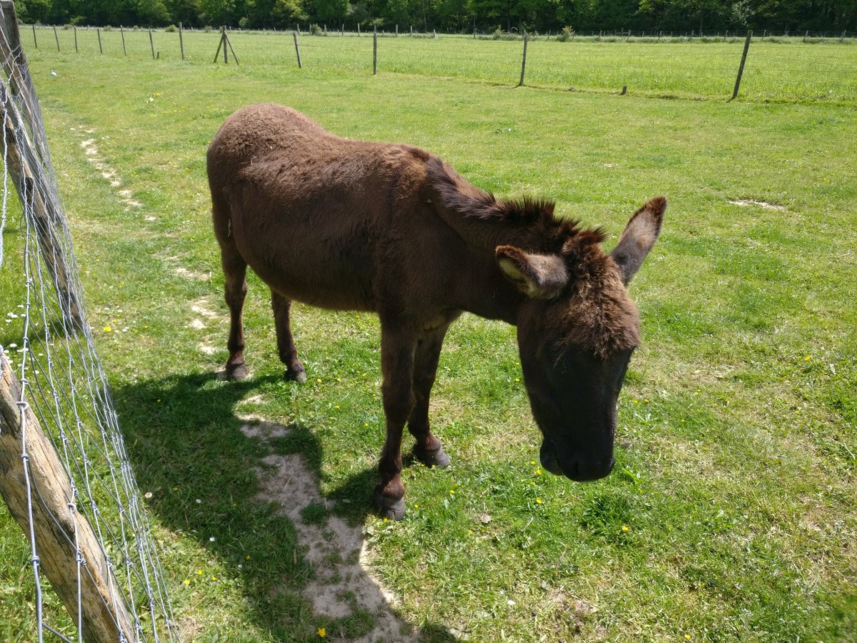 svtdarwin's tweet photo. Et il n'y a pas que des #chevres à la #ferme ! #tweeteTsvt https://t.co/4n2nzHBXfP