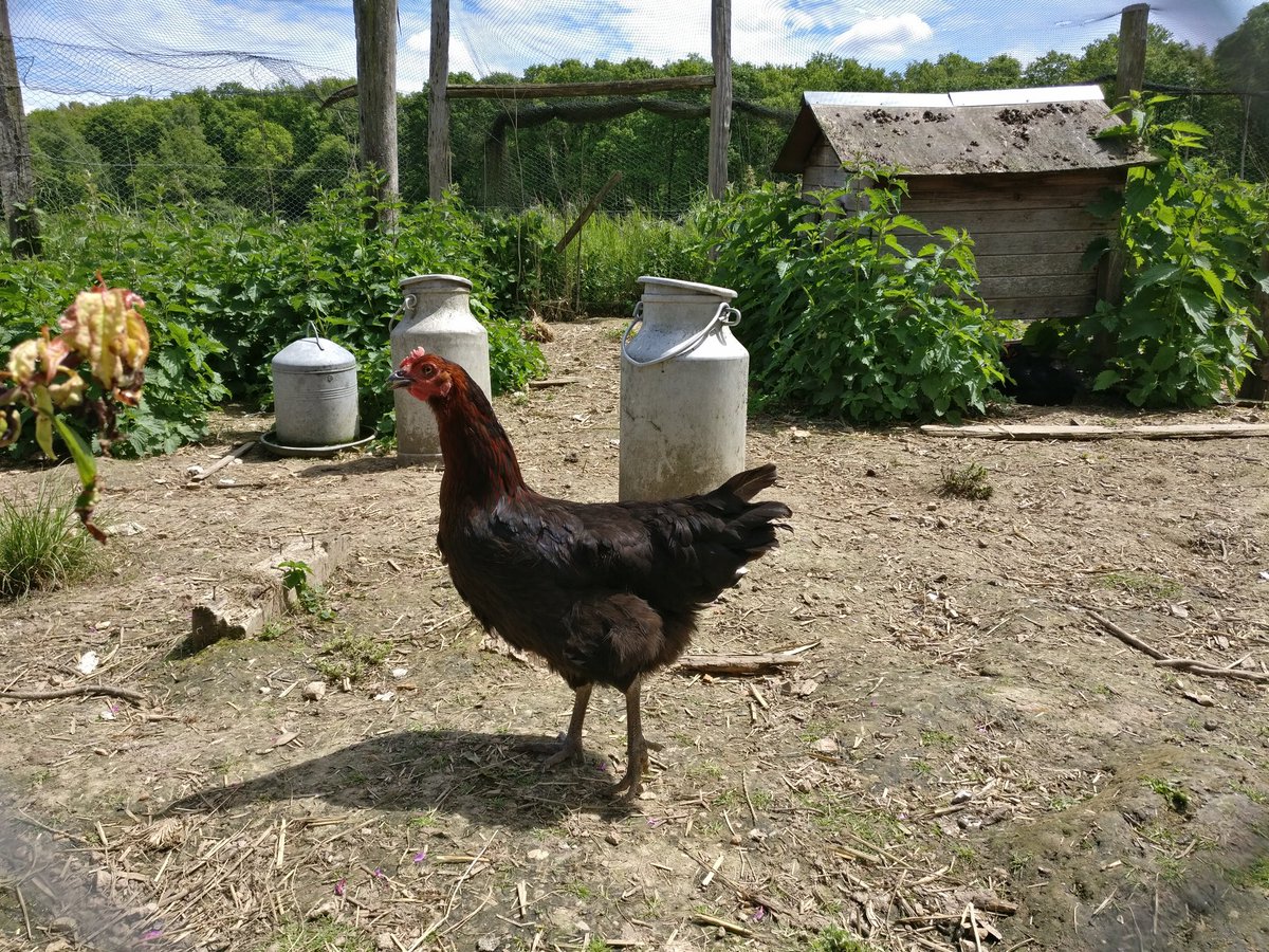 svtdarwin's tweet photo. Et il n'y a pas que des #chevres à la #ferme ! #tweeteTsvt https://t.co/4n2nzHBXfP