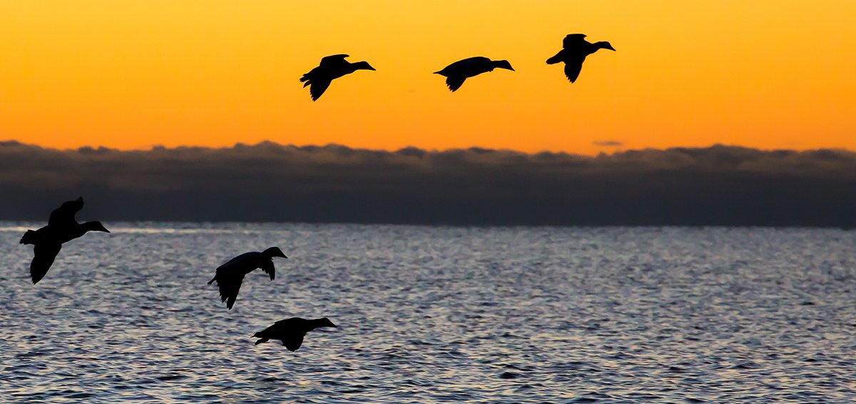 DucksUnlimited's tweet photo. Ducks After Dark:
An inside look at the nocturnal behavior of waterfowl
https://t.co/CmUuC2BE52 #80YearsOfConservation #wetlands #waterfowl https://t.co/Tk8hwBVt83