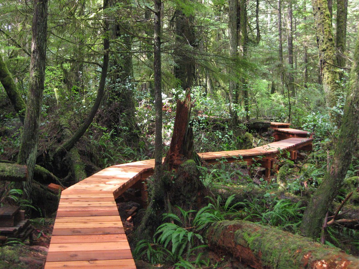 Rainforest Trail B will be closed today until Thursday for repairs. Rainforest Trail A will remain open (pictured here).