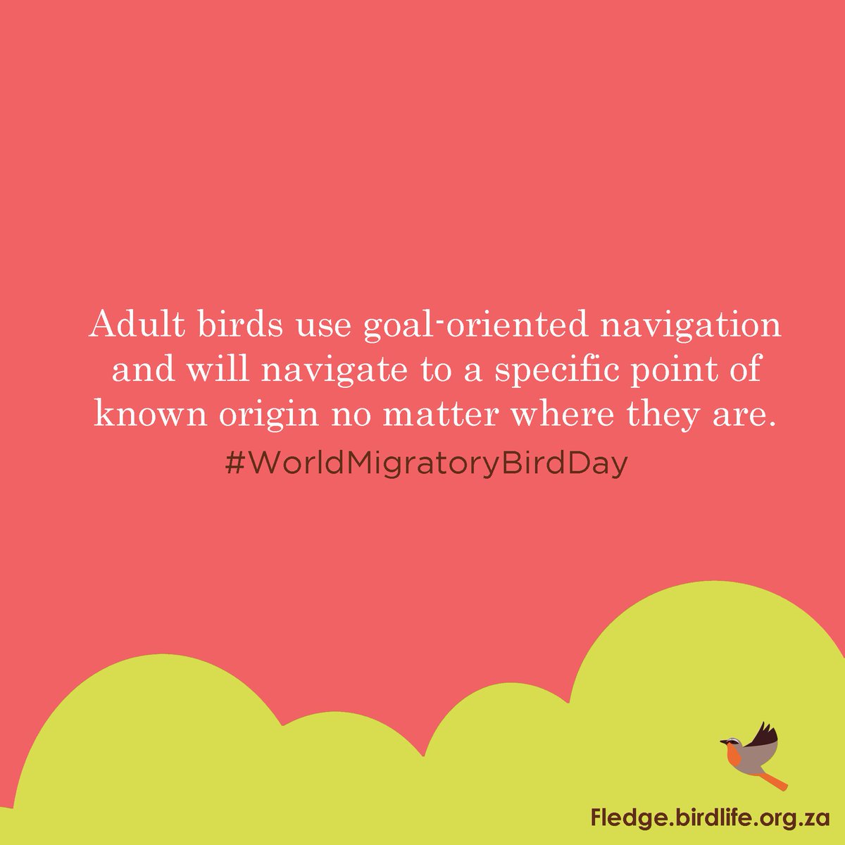 Fledge_SA's tweet image. #31DayChallenge #WorldMigratoryBirdDay