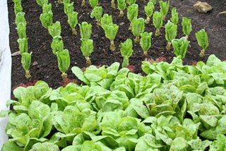 Shak_Asghar's tweet image. In honor of #Nationalvegetarianweek just like veg needs water 2 #grow, we can provide grants 2 help your #biz #growth get in touch 4 info!