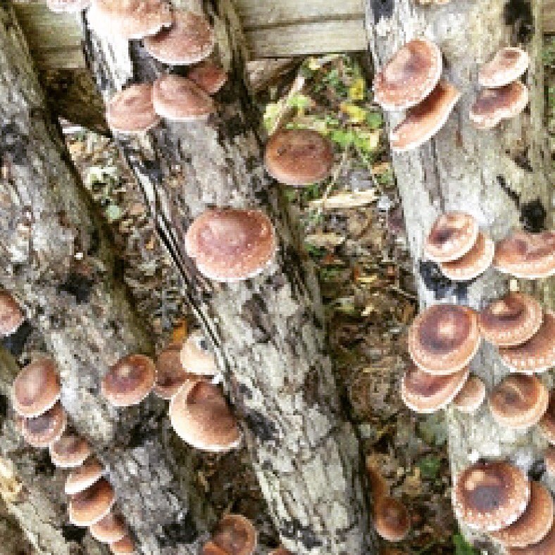 Sat, 5/20 10:30 free demo Learn How to Grow Backyard Mushrooms 🍄 <a href="/NorthgateDurham/">NorthgateMall Durham</a> #durham #durhamfresh #shiitake #free #farmersmarket