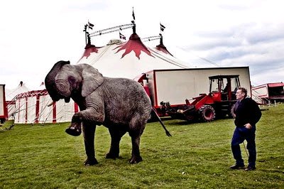 Protect_Wldlife's tweet photo. Please Sign &amp; RT: Help Free Ramboline The Lonely #Elephant From Her Hell In The Cirkus Trapeze! https://t.co/9nP5C0y1MJ https://t.co/s96AtLUiyQ