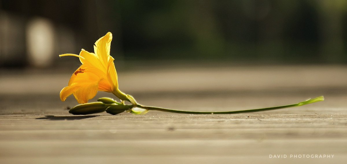 DP_Davidd's tweet image. My New Shots#Photography#flowers#nature#national Geographic