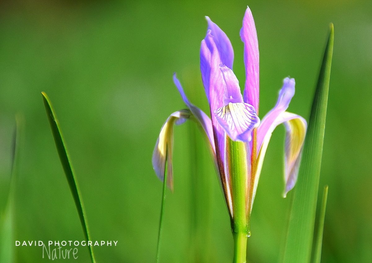 DP_Davidd's tweet image. My New Shots#Photography#flowers#nature#national Geographic