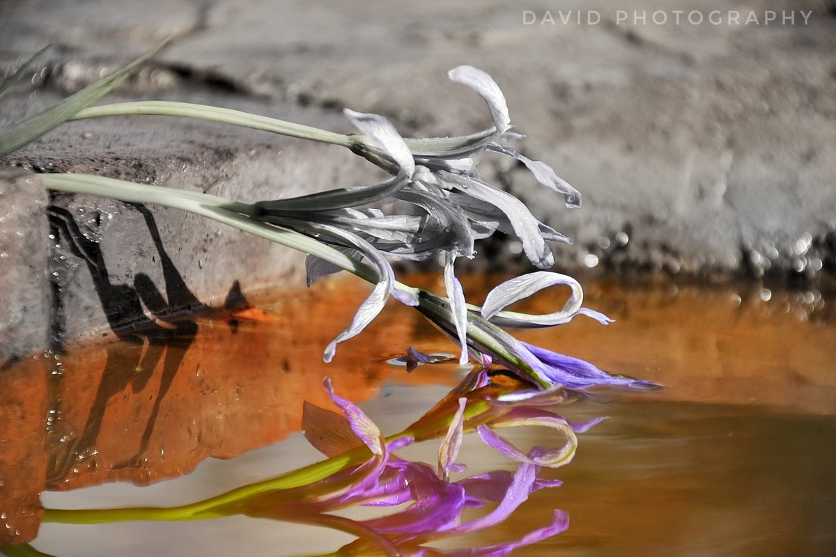 DP_Davidd's tweet image. My New Shots#Photography#flowers#nature#national Geographic