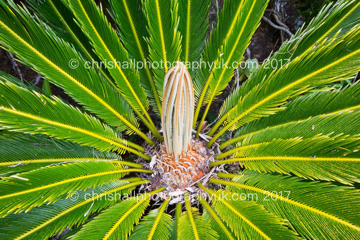 Chris Hall (@scillyphotos) on Twitter photo #Tresco <a href="/TrescoGarden/">Tresco Abbey Garden</a> Creating images for a future book of this amazing garden here in the beautiful Isles of #Scilly #Tresco <a href="/TrescoGarden/">Tresco Abbey Garden</a> Creating images for a future book of this amazing garden here in the beautiful Isles of #Scilly