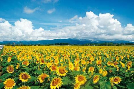 __kiil_'s tweet photo. 早くひまわり咲かないかな〜🌻
公園とか好きなもの見てるだけでモヤモヤスッキリする
良くわからない気持ちでいっぱい過ぎてもう嫌になる https://t.co/UcfROww4xO