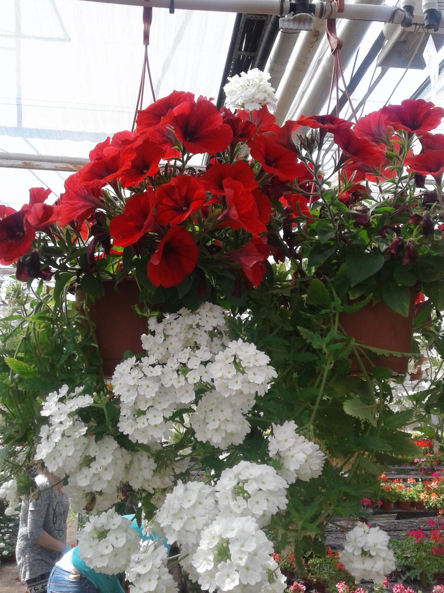 GRAJEWSCY's tweet photo. New product made by Grajewscy S.J.
#grajewscy #grajewscyplants #flowers #hangingpots https://t.co/LSUr26KBqY