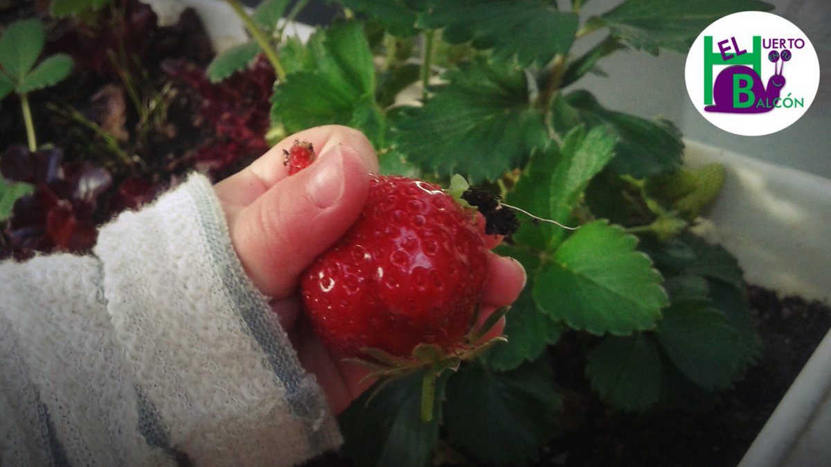 Huertoybalcon's tweet photo. #Vivir la #experiencia de #cultivar en el #hogar hace que los más #pequeños puedan #disfrutar con todos los #sentidos. ¡Anímate! https://t.co/px2eXhga0J