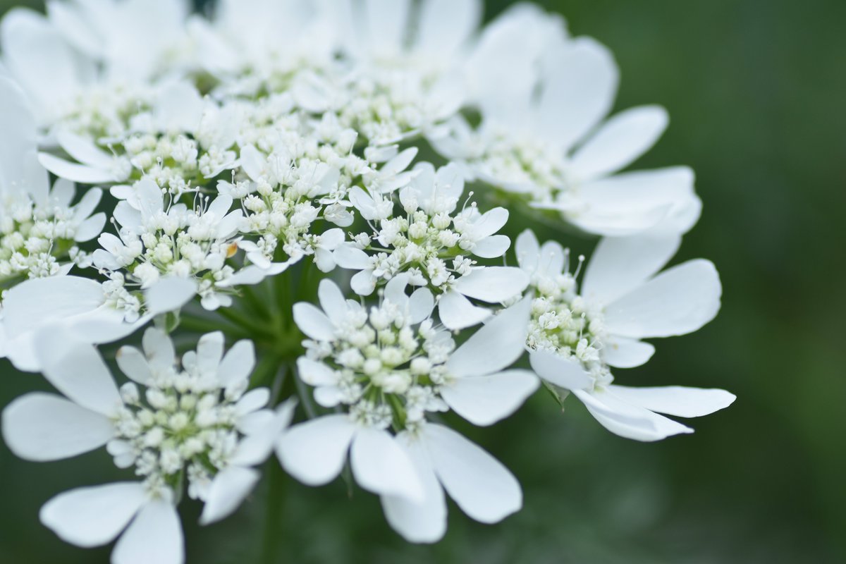 パクチーの花に似ているね