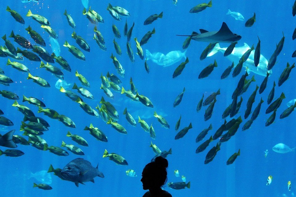 NationalViewUAE's tweet photo. Check out this week's Focal Point by staff photographer Pawan Singh - https://t.co/GIeeQkJVuO  - @ATLANTIS @OssianoCuisine #Dubai https://t.co/3vSqTGpE1u