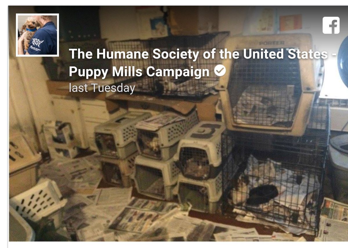Protect_Wldlife's tweet photo. JUST RELEASED: 100 Of The Worst Puppy Mills In The United States! Read report here https://t.co/M9O2VeFpx0 @HSUSPuppyMills @HumaneSociety 🐶 https://t.co/isVP79fcaO