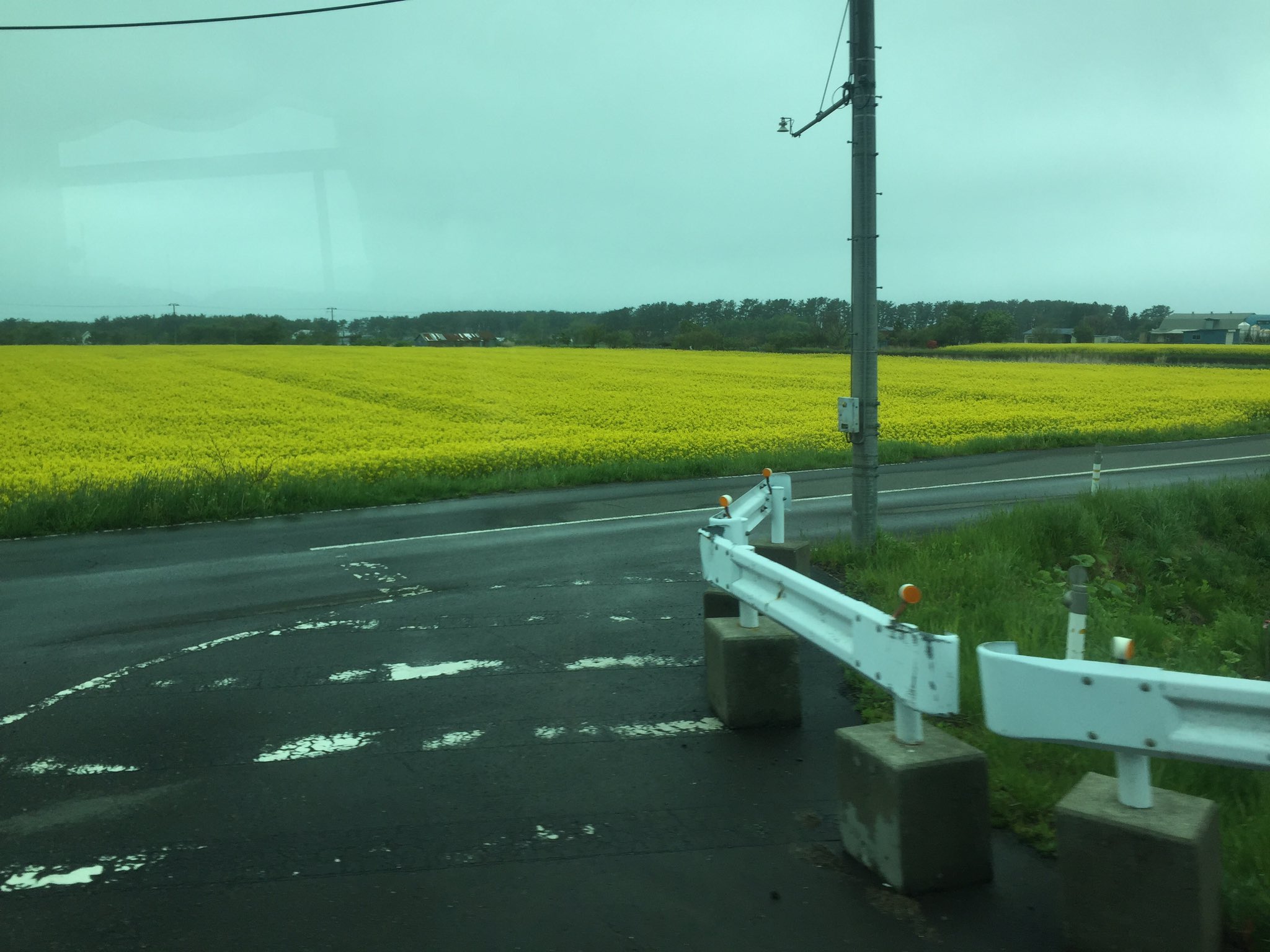 ハッピーのママ 青森県下北半島の横浜町の菜の花畑です 日から菜の花フェスティバルです もう 満開で綺麗です 道の駅の 菜の花ドーナツ は 中がグリーンで香ばしくて最高に美味しいよ T Co Gsw0getv0x Twitter