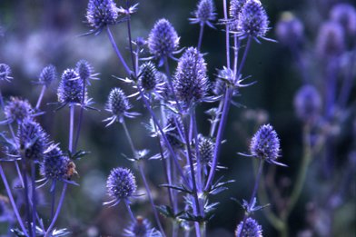 تويتر 切ない花言葉 على تويتر エリンジウム 金属質の光沢がある花 球状に小花が集まり そのまわりを囲むようにトゲのある苞が広がっています 花言葉は 秘密の恋 エリンジウムの花は触るとチクチクすることから このような 花言葉がついたそうです