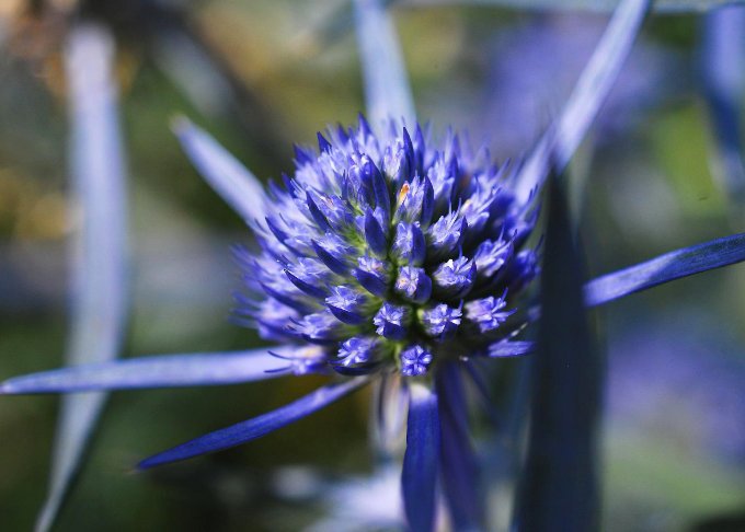 تويتر 切ない花言葉 على تويتر エリンジウム 金属質の光沢がある花 球状に小花が集まり そのまわりを囲むようにトゲのある苞が広がっています 花言葉は 秘密の恋 エリンジウムの花は触るとチクチクすることから このような 花言葉がついたそうです