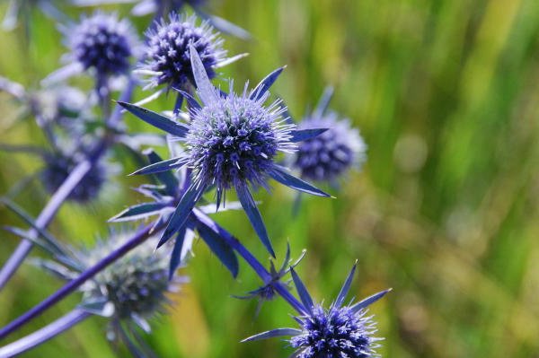 تويتر 切ない花言葉 على تويتر エリンジウム 金属質の光沢がある花 球状に小花が集まり そのまわりを囲むようにトゲのある苞が広がっています 花言葉は 秘密の恋 エリンジウムの花は触るとチクチクすることから このような 花言葉がついたそうです