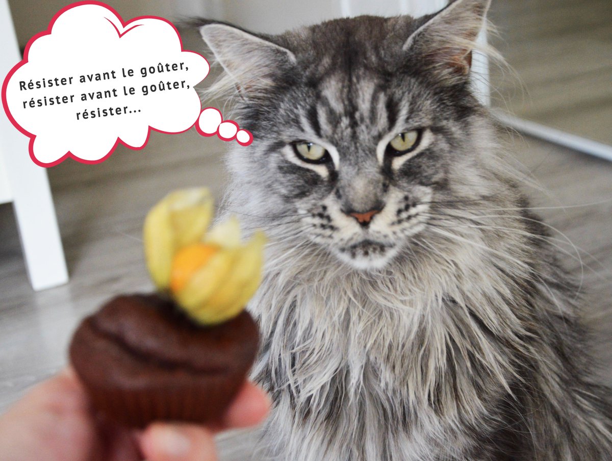 Cooking For My Baby Cooking4mybaby Twitter