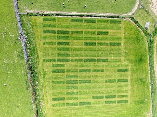 ScientistRory's tweet photo. Grass and wheat NUE field trials looking great from above - easy to locate the high N plots! @NUCLEUS_VJC @TheAHDB @BangorUni @antonyo1985 https://t.co/DjsZER7uDd