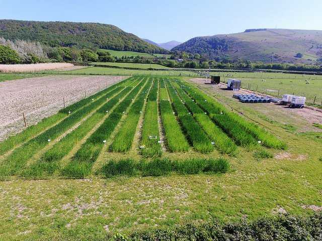ScientistRory's tweet photo. Grass and wheat NUE field trials looking great from above - easy to locate the high N plots! @NUCLEUS_VJC @TheAHDB @BangorUni @antonyo1985 https://t.co/DjsZER7uDd