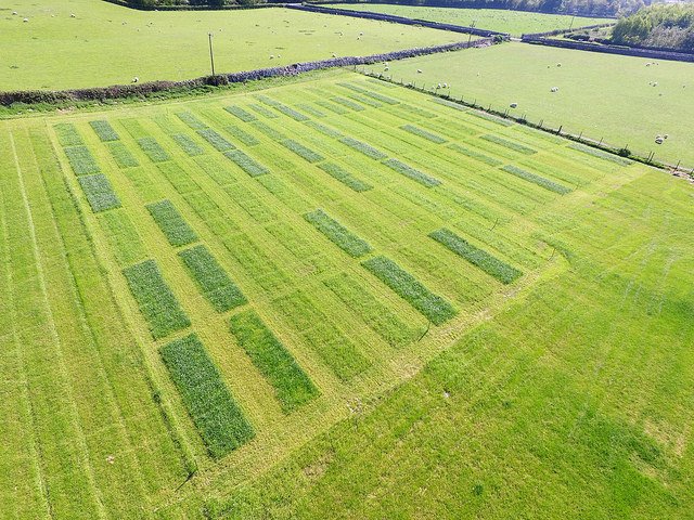 ScientistRory's tweet photo. Grass and wheat NUE field trials looking great from above - easy to locate the high N plots! @NUCLEUS_VJC @TheAHDB @BangorUni @antonyo1985 https://t.co/DjsZER7uDd