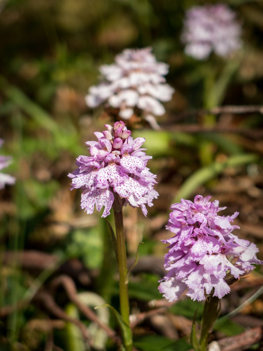 ScientistRory's tweet photo. Lovely spring flowers about at South Stack.Heath Spotted-Orchids (Dactylorhiza maculata) in abundance @TreborthBG @Love_plants https://t.co/9wGmrJC79a