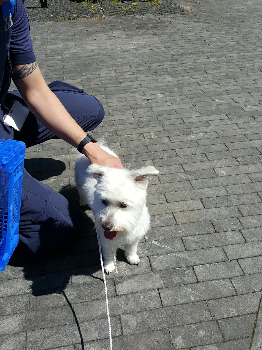 Hond aangetroffen in Ede centrum.  Bent u de eigenaar? Neem contact op met onze meldkamer 0318-680132.