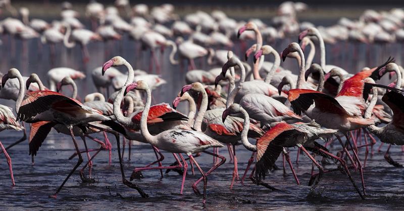 Flamencos rosa en la Laguna de Fuente de Piedra (Málaga) que acoge a 11.000 parejas reproductoras en #fotos de  Jorge Zapata para <a href="/EFEverde/">EFEverde</a>